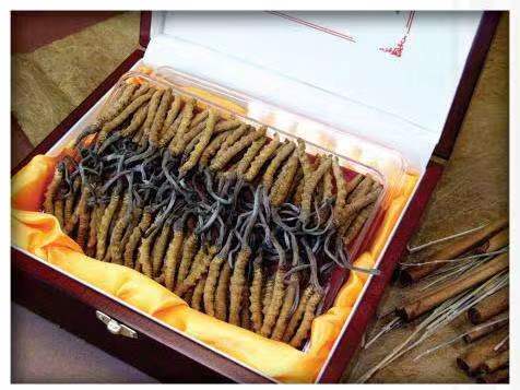 札达冬虫夏草回收